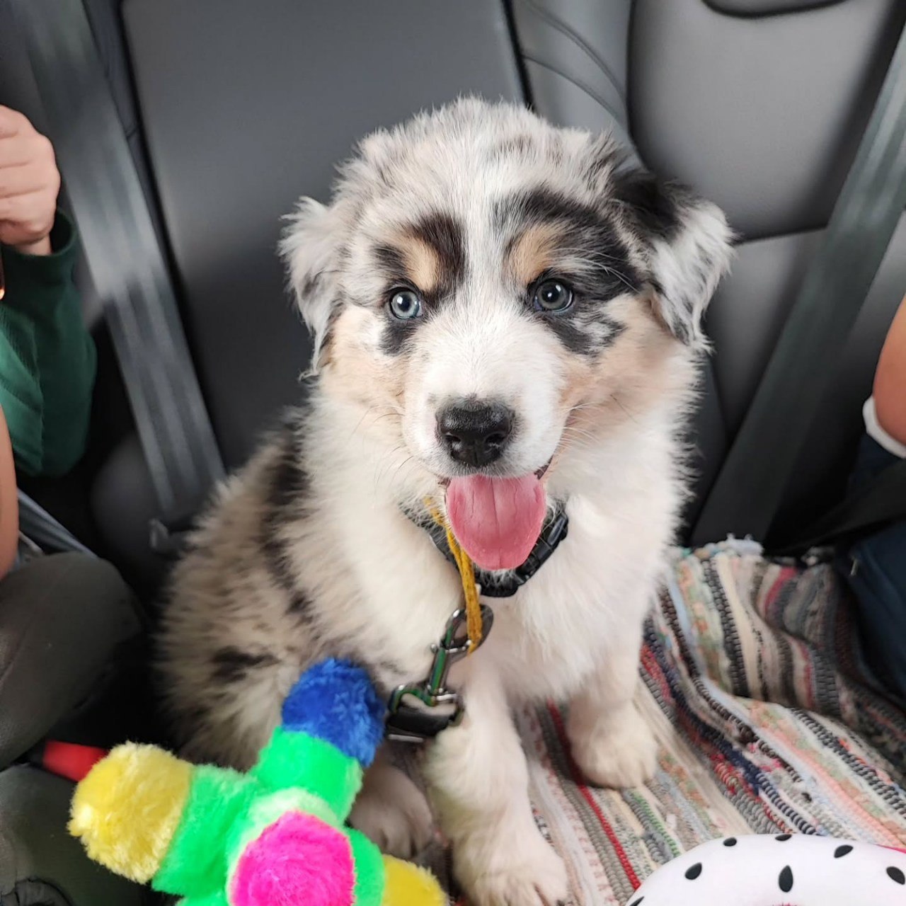 Reserved - Australian Shepherd Puppy